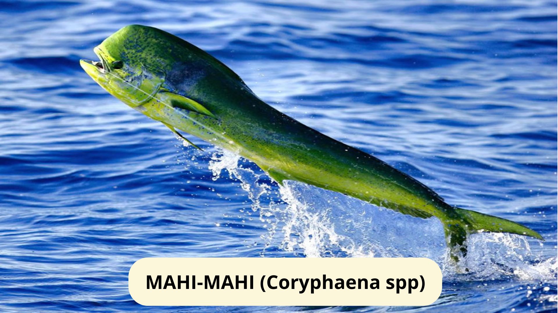 MAHI-MAHI (Coryphaena spp)